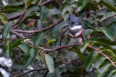 Female belted kingfisher in the trees