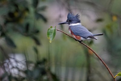 Female belted kingfisher on her shady overlook