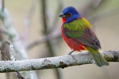 Painted bunting - male