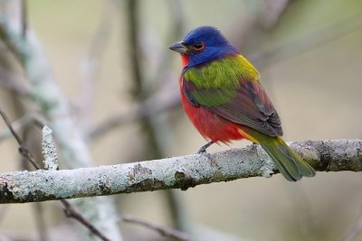 Painted bunting - male
