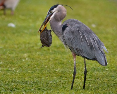 Great blue heron with a softshell turtle meal