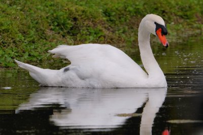 Mute swan