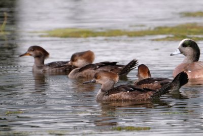 Hooded mergansers and a wigeon