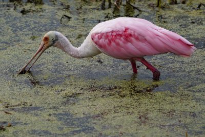 Roseate spoonbill