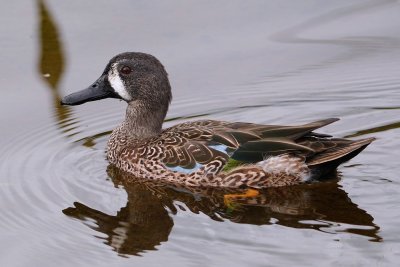 Male blue-winged teal