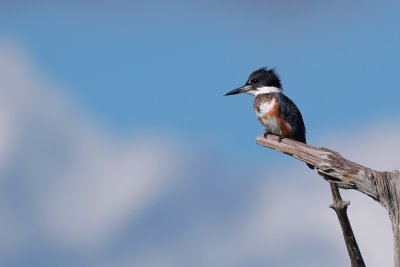 Female belted kingfisher on a snag