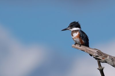 Belted kingfisher - female