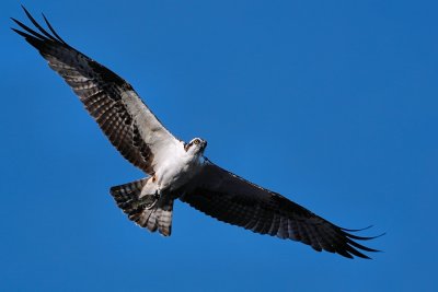 Osprey with a tiny fish for a snack