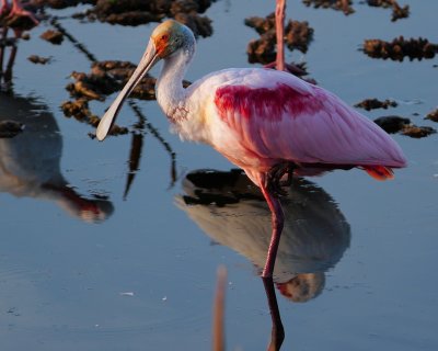 Roseate spoonbill in the last of the sun