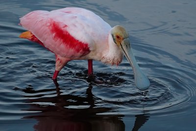 Roseate spoonbill feeding as dusk comes on