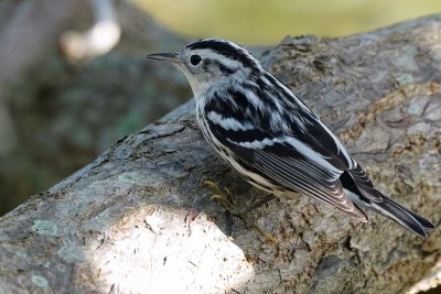 Black-and-white warbler in the trees
