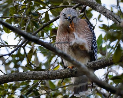 Red-shouldered hawk cleaning up
