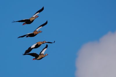 Flock of Egyptian geese in formation