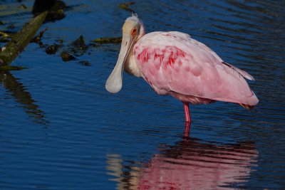 Roseate spoonbill