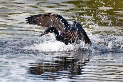 Cormorant landing in the water