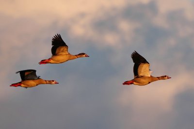 Egyptian geese flying by in last sunset light