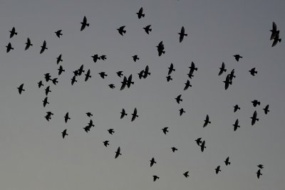Dusk sky full of starlings