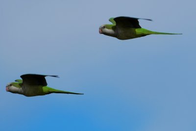 Monk parakeets in flight