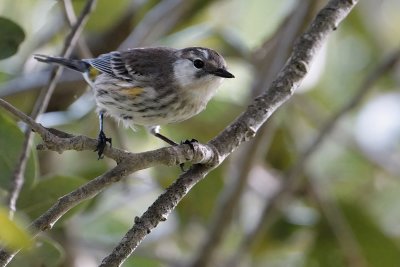 Partial-leucistic yellow-rumped warbler