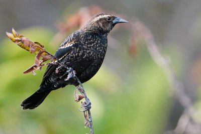 Juvenile red-winged blackbird