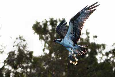 Osprey passing by with its fish
