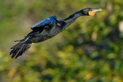 Cormorant lifting up to land