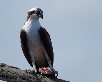 Osprey with a fish meal