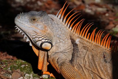 Green iguana closeup