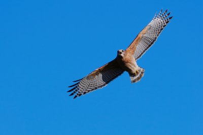 Red-shouldered hawk circling and calling out