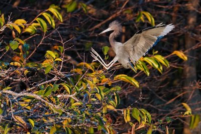 Little blue heron landing