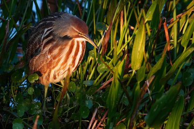 American bittern painted by light through the trees
