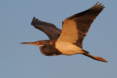 Tricolor heron late afternoon flight