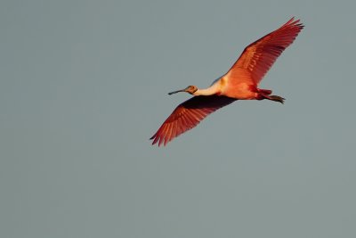 Roseate spoonbill flying in the sunset glow