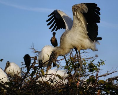 Wood stork nesting with others