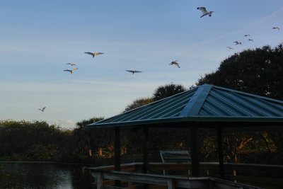 Birds arriving at Wakodahatchee Wetlands