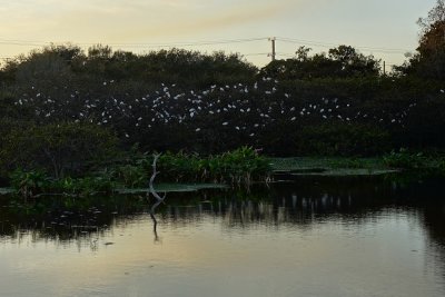 Wakodahatchee Wetlands birds roosting