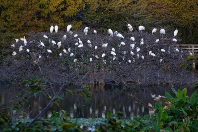 Wakodahatchee island of ibis and storks