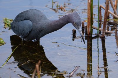 Little blue heron fishing