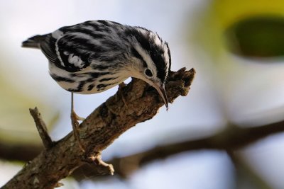 Black and white warbler