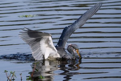 Tricolor heron plunging for a fish