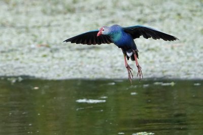 Grey-headed swamphen flying