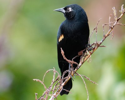 Red-winged blackbird with leucism