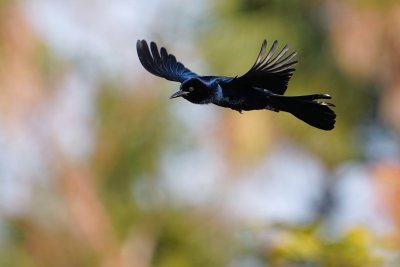 Boat-tailed grackle flying