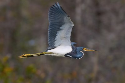 Tricolor heron flying past the trees