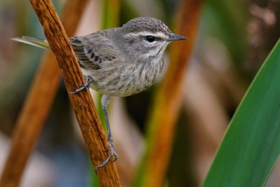 Palm warbler on a reed