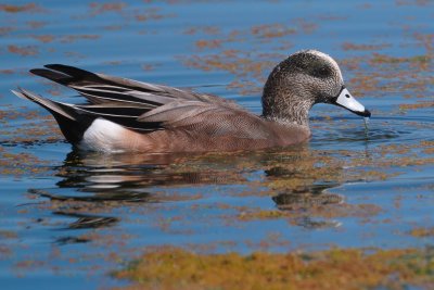 American wigeon