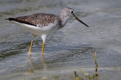 Greater yellowlegs