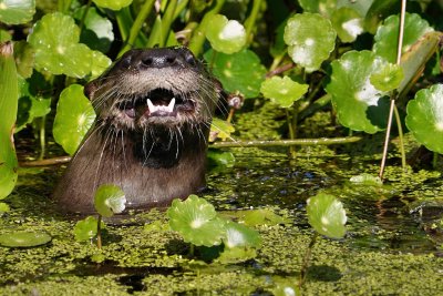 Happy looking river otter
