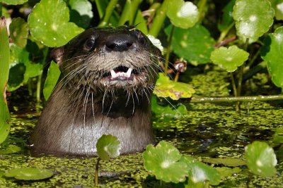 River otter smiling for the camera