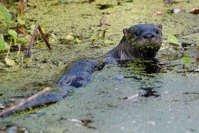 River otter watching me